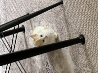 Sahiplendirilecek Sarman Yavru Kedi Çok Tatlı
