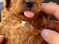 TOY POODLE EVİNİZİN MASKOTU OLACAK