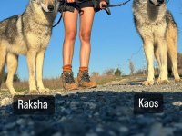 Czechoslovakian Wolfdog (Çekoslavak Kurdu)