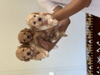 Sağlıklı Orjinal Maltipoo