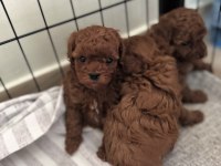Toy poodle kore yavrular