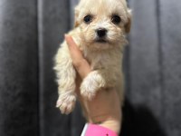 Maltipoo Yavrularımızı Canlı Görerek Alabilirsiniz