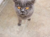Dişi british shorthair