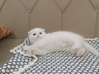 KAR BEYAZ SCOTTİSH FOLD KUSURSUZ