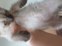ADANA YAVRU KEDİLER TESLİME HAZIR