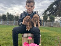 Toy poodle yavrular
