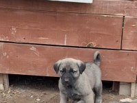 Orjinal saf kangal yavru