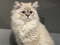 Güzeller güzeli british longhair kızımız ailesini arıyor