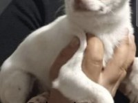 Şivava, chihuahua yavrularımıza yuva arıyoruz