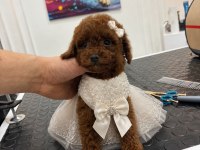 Kore Kan Poodle Dişi Yavru Irk Ve Sağlık Garantili Aşılı