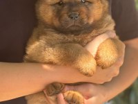 Chow chow yavru köpeğimiz