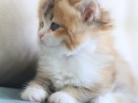 3 Aylık British Longhair Bicolor erkek