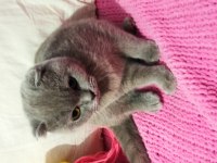 Evimizin neşesi scottish fold