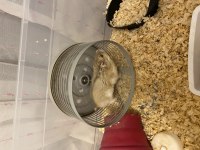 ücretsiz hamster sahiplendiriyoruz