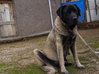4 aylık köpeğimi sahiplendirme