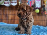 Her eve uygun poodle bebekler