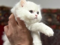 Üst Kalite Cins Yavru Kedilerim Şehirdışı Gönderilir