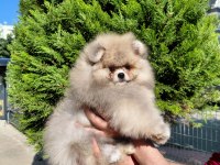 Minik pomeranian ayıcık yeni ailesini beklemektedir