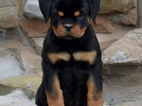 Rottweiler Puppies