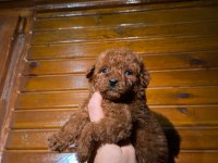 Kore Kan Toypoodle