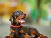 Safkan doberman yavrular