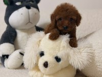 TOY POODLE MİNİ BEBEKLERİMİZ