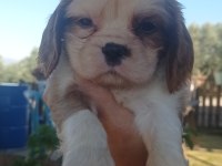 Cavalier king charles yavrularımız
