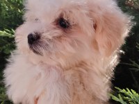 Son Kalan Minyatür Maltese Kızımız