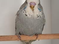 Show jumbo muhabbet kuşu yavrular