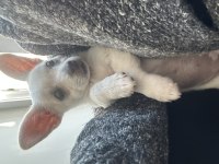 Safkan chihuahua bebeğim