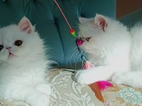 Bembeyaz safkan İran kedisi