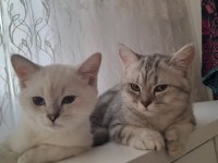 Sevimli british shorthair kardeşler
