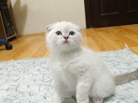 2 Aylık Scottish Fold Yavrumuz Erkek Bakımlı