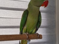 JUMBO BOY YAVRU ERKEK ALEXANDER