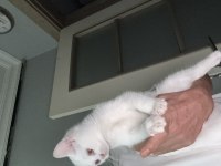 Pamuk minnak