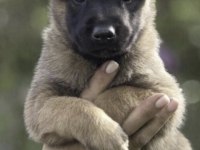Belçika Kurdu Köpeği