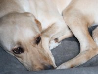 4 yaşında Dişi Labrador Köpeği
