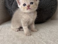 Mükemmel British Shorthair Bebişlerim