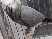 Yarı evcil yavru jako papağanı