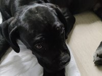Şecereli Safkan anne ve babadan 3 Aylık Erkek Cane Corso