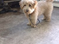 Yer Sıkıntısından Dolayı Satılık Maltipoo