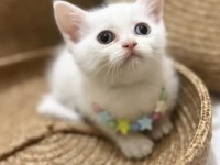 British Longhair Erkek Yavru