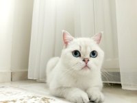 British Shorthair Can Dostumuza Yeni Yuvasını Arıyoruz