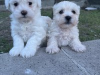 Safkan Maltese Terrier Yavrularımız Hazır