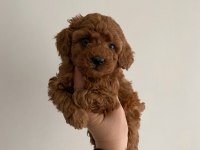 Toy Poodle ev ortamında