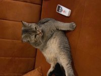 Yakışıklı Golden british shorthair