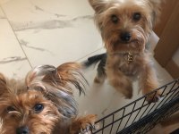 Yorkshire terrier 7 haftalık bebek