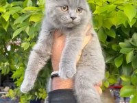 Full aşılı erkek scottish fold
