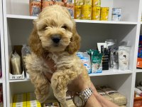 IRK VE SAĞLIK GARANTİ ORJİNAL MALTİPOO BEBEĞİMİZ