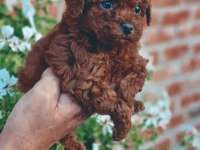Toy poodle yavrular